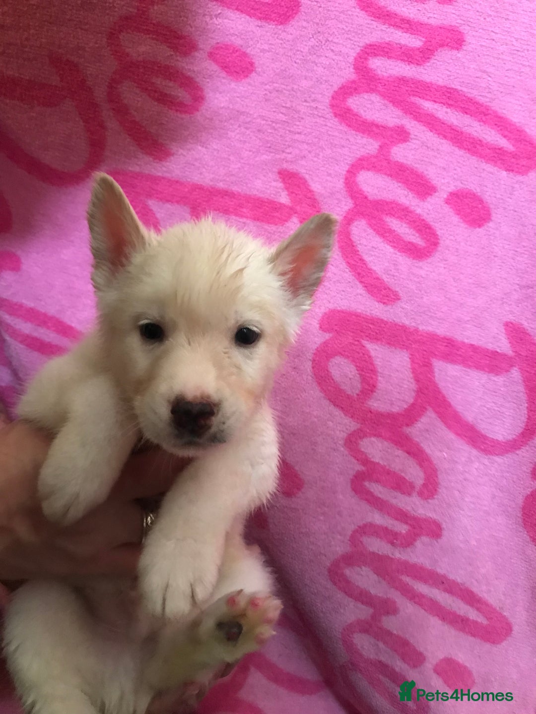 Huskita dogs for sale: Huskita pups  - Image 9