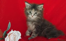 Maine Coon cats for sale: GCCF Registered Pure Maine Coon Kittens For Sale  - Image 10
