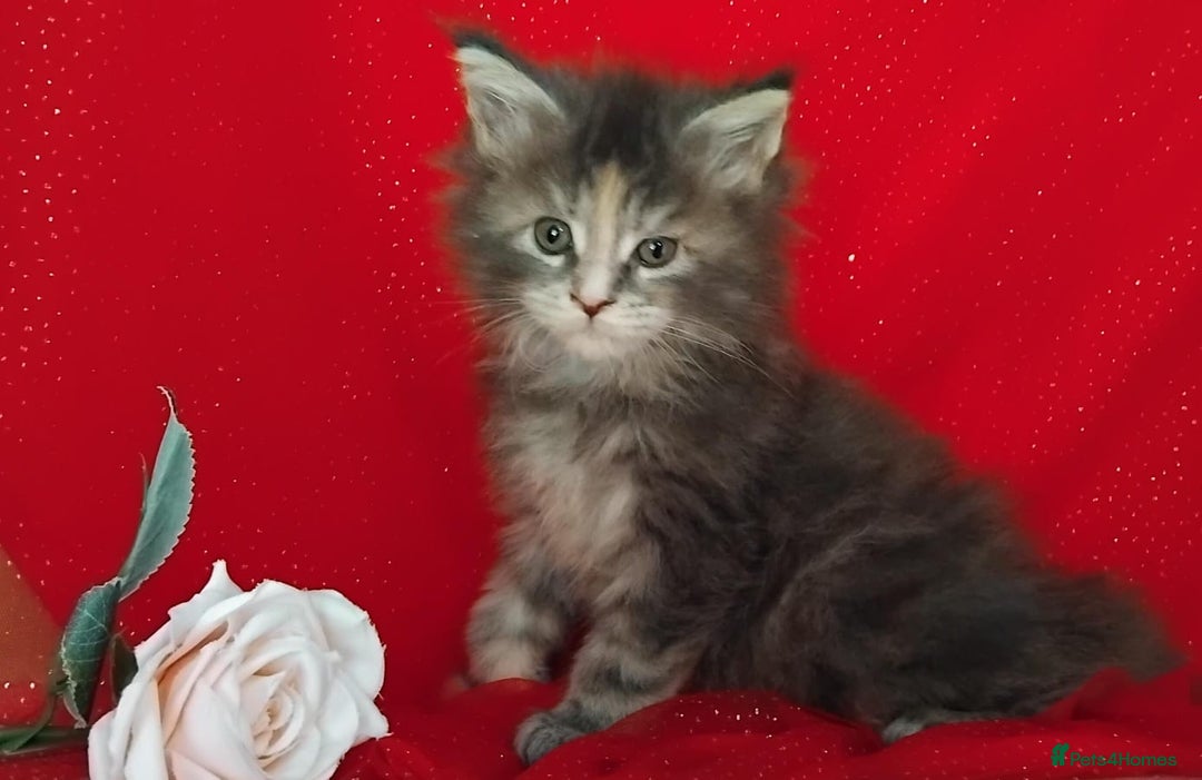Maine Coon cats for sale: GCCF Registered Pure Maine Coon Kittens For Sale  - Image 10