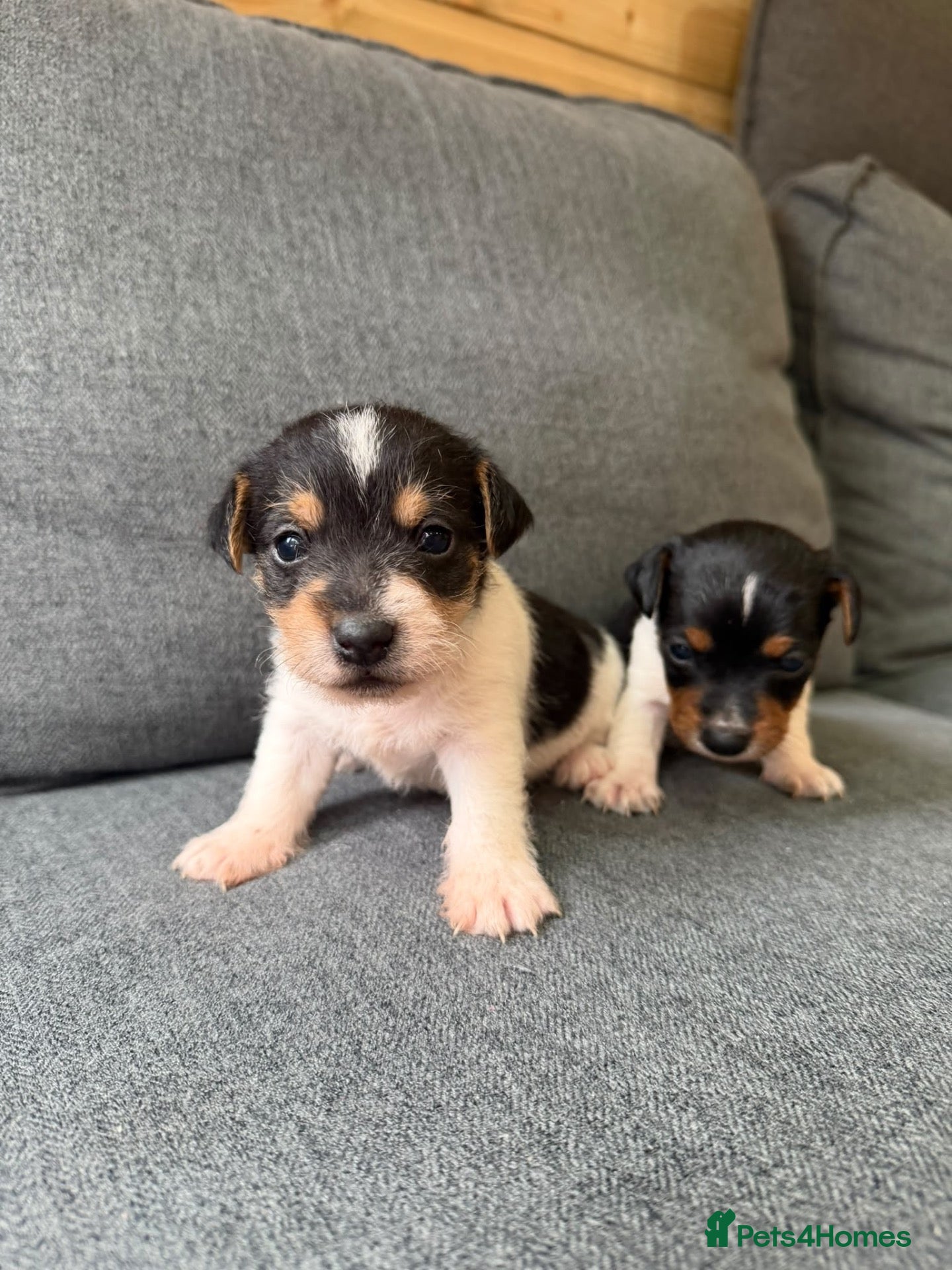 Jack Russell dogs Jack russel - Advert 2