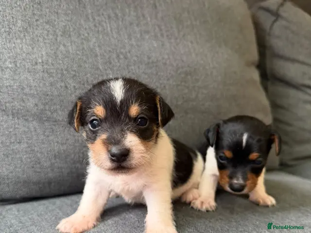 Jack Russell dogs for sale: Jack russel - Advert 2