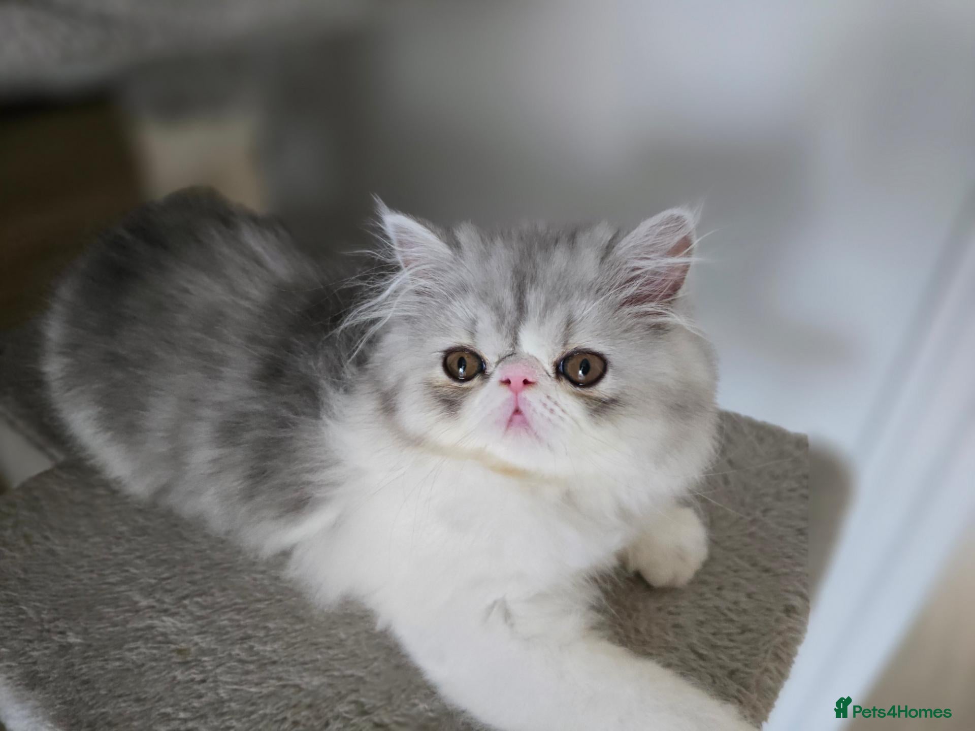Persian cats Pure Persian Kittens – Bi-Color - Thick Fur - Advert 6