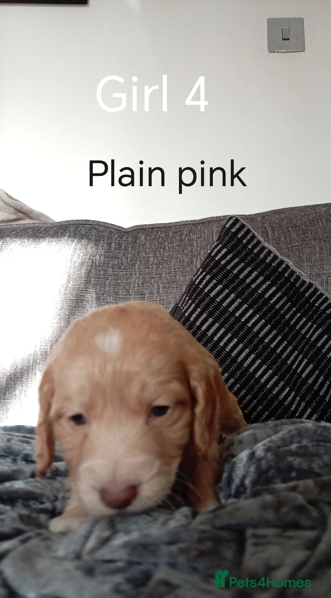 Cockapoo dogs for sale: 8 Beautiful Cockapoo Puppies - Advert 38