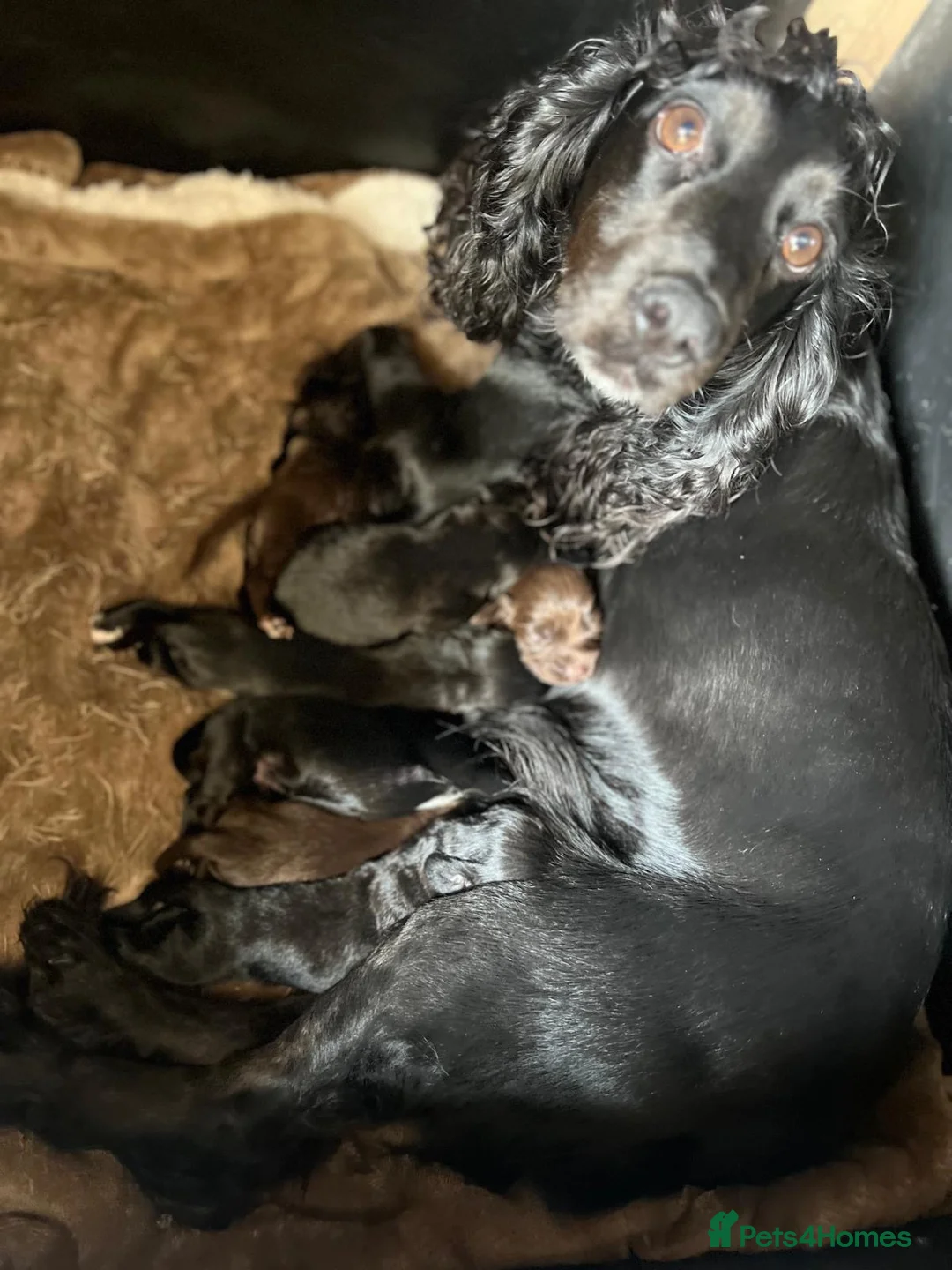 Cocker Spaniel dogs for sale: 3 working cocker spaniel boys - Advert 2