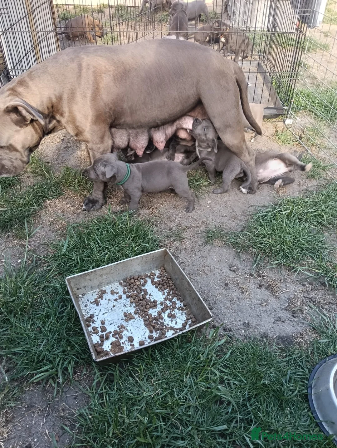 Staffordshire Bull Terrier dogs for sale: Staffordshire Bull Terrier  in Wolverhampton - Advert 1