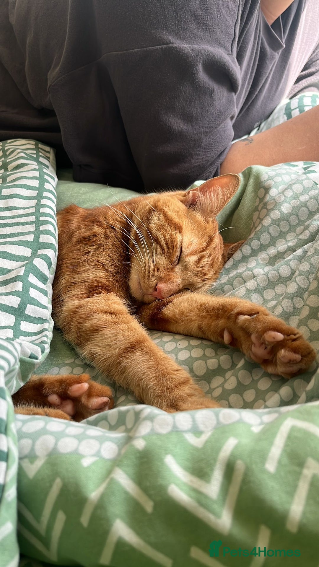 Mixed Breed cats for sale: Beautiful ginger boy looking for a new home - Advert 4