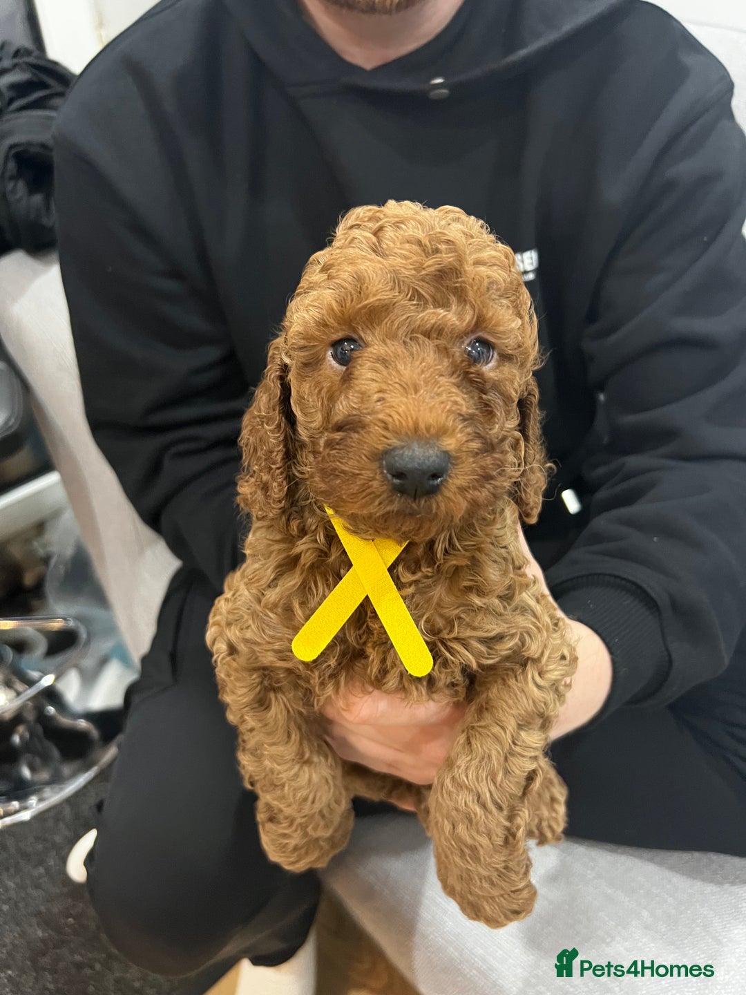 Labradoodle dogs for sale: Miniature Labradoodle  - Advert 18