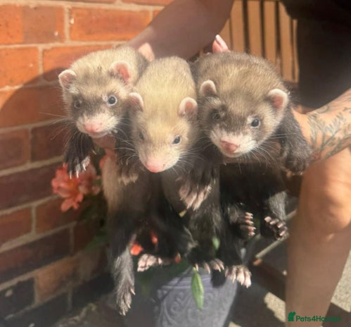 Ferret rodents - Advert 4