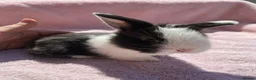 Mini Lion Lop rabbits for sale: Breeding pair of mini lion lops plus babies - Advert 13