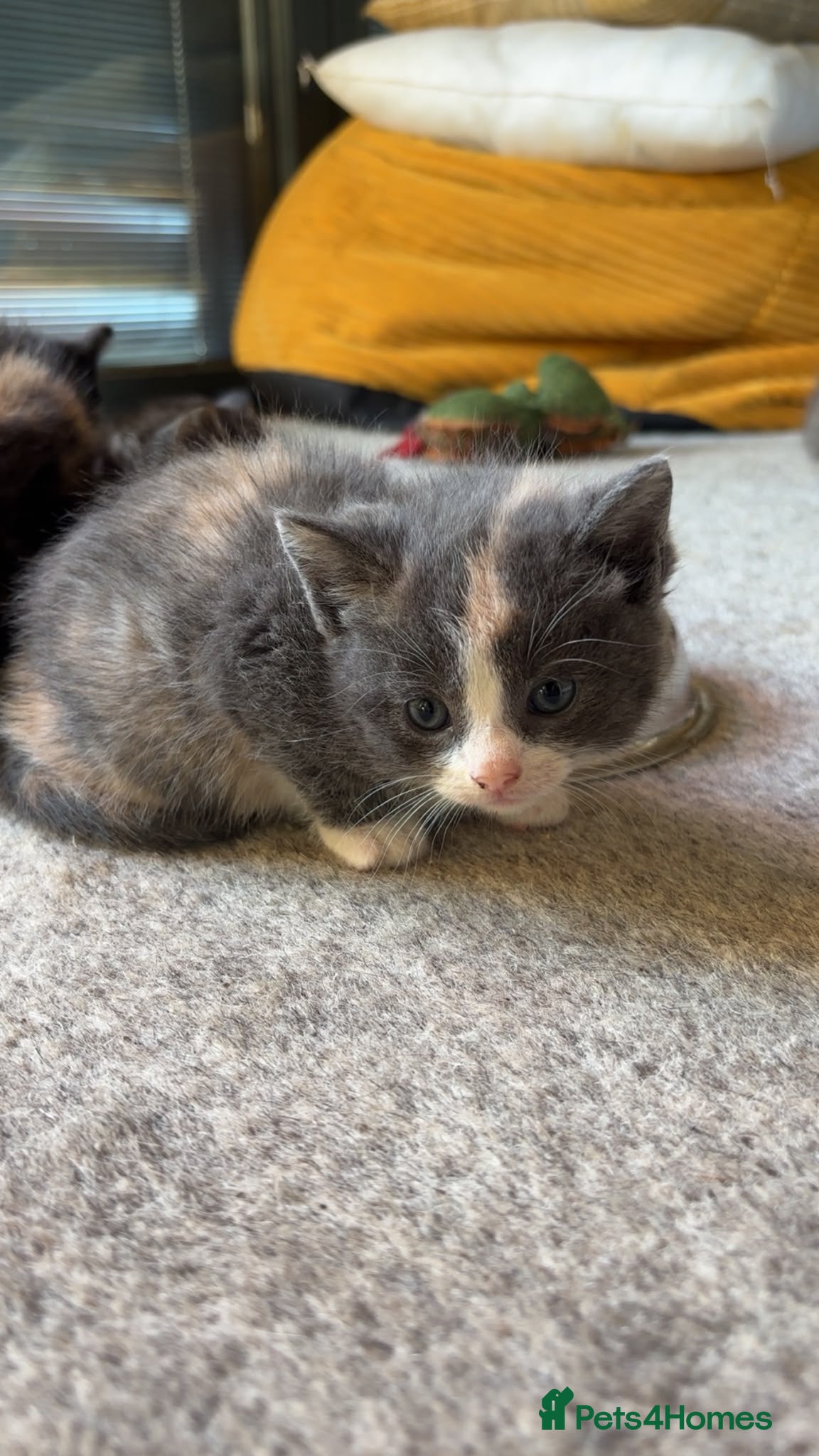 Mixed Breed cats for sale: Gorgeous tri coloured kittens - Advert 14