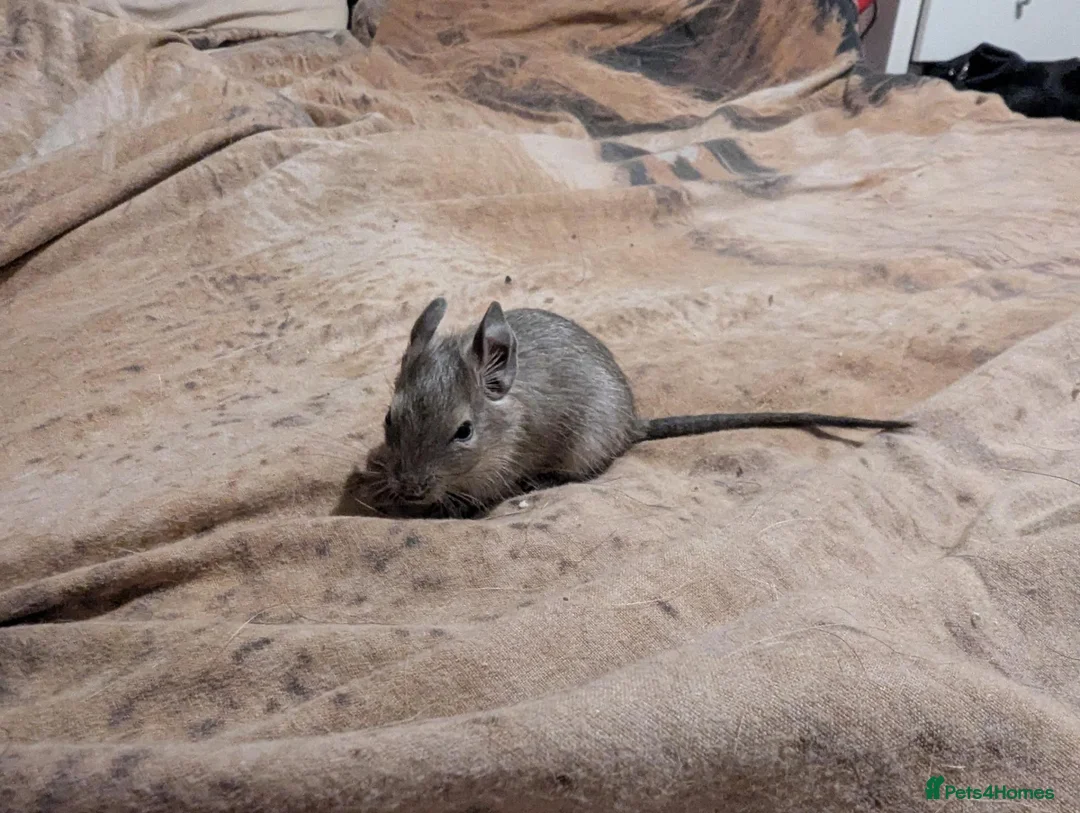 Degus rodents for sale: Two young female degu's  - Advert 2