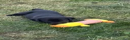 Labrador Retriever dogs for sale: Beautiful Black working Labs - Advert 3
