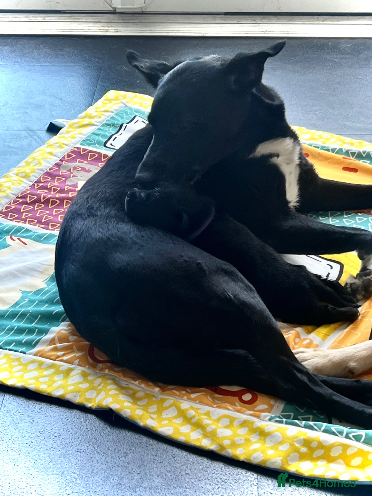 Mixed Breed dogs Labrador x Kelpie puppies - Advert 1