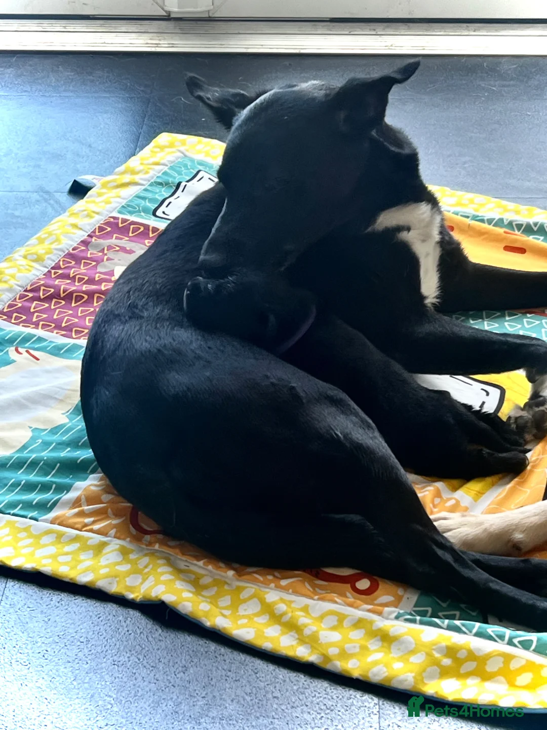 Mixed Breed dogs for sale: Labrador x Kelpie puppies in Tranent - Advert 1