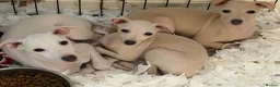 Italian Greyhound dogs for sale: 🐾Stunning cream kc registered Italian greyhound🐾 - Advert 1