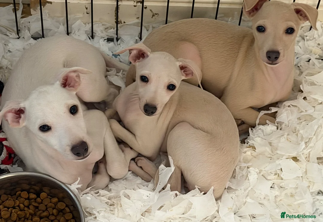 Italian Greyhound dogs for sale: 🐾Stunning cream kc registered Italian greyhound🐾 - Advert 1
