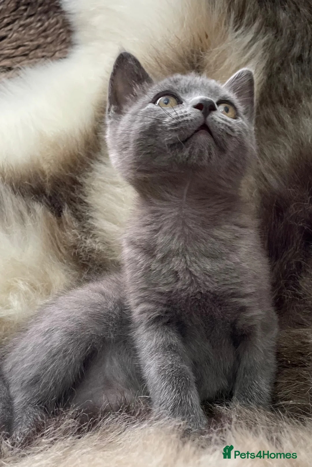 Mixed Breed cats for sale: Bsh mix girl - Advert 1