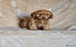 Cavapoo dogs for sale: Gorgeous Fox Red Cavapoo health tested parents  - Image 7