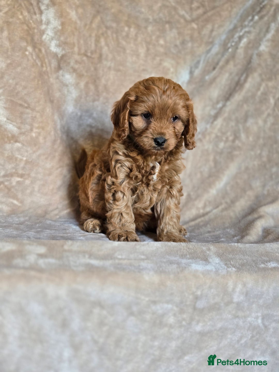 Cavapoo dogs for sale: Gorgeous Fox Red Cavapoo health tested parents  - Image 7