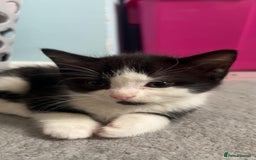 Mixed Breed cats for sale: Kittens - Image 4