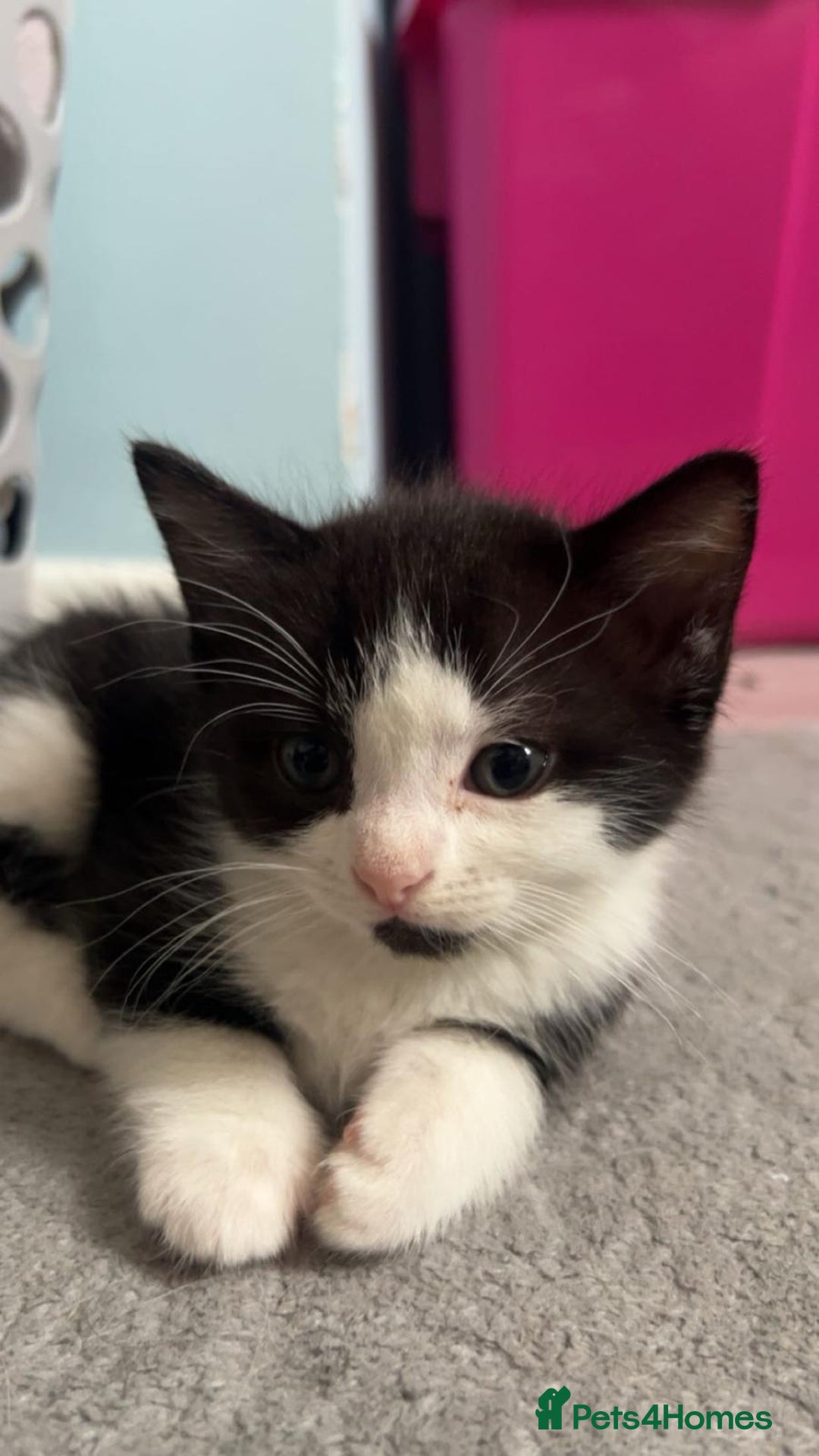 Mixed Breed cats for sale: Kittens - Image 4