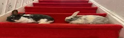 Mixed Breed rabbits for sale: Rabbit  - Advert 3
