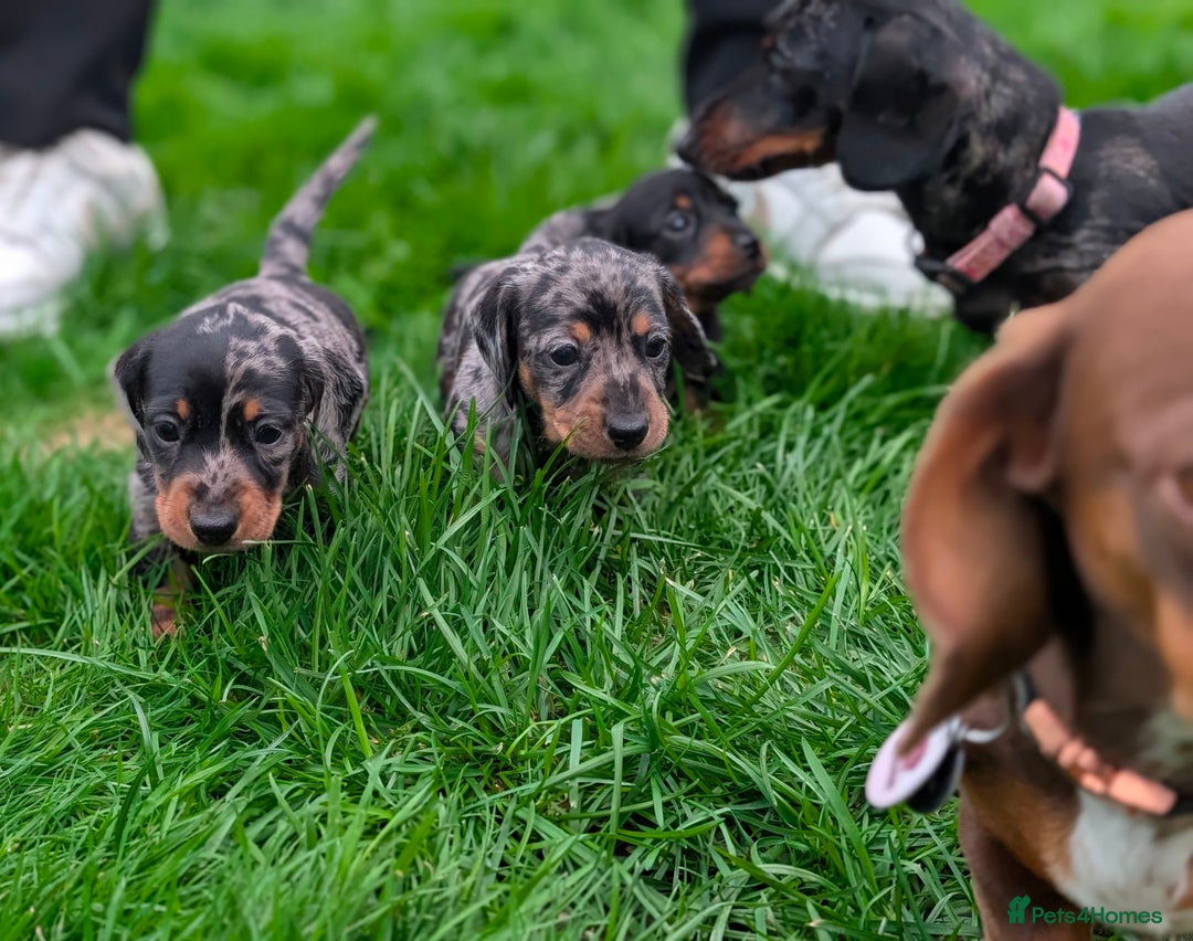 Miniature Dachshund dogs for sale: KC registered miniature dachshund puppies - Image 4