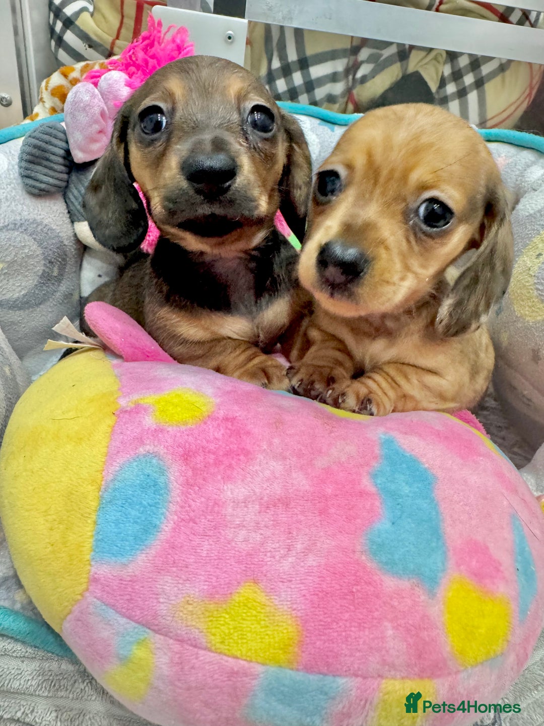 Miniature Dachshund dogs for sale: ✨ Tiny gorgeous puppy girl Mini dachshund  ✨ - Image 1