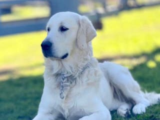 Golden Retriever dogs KC DNA ALL CLEAR tested PROVEN STUD in Sidcup - Advert 4