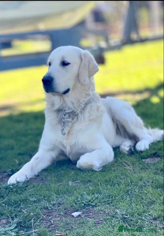 Golden Retriever dogs in Sidcup - Advert 7