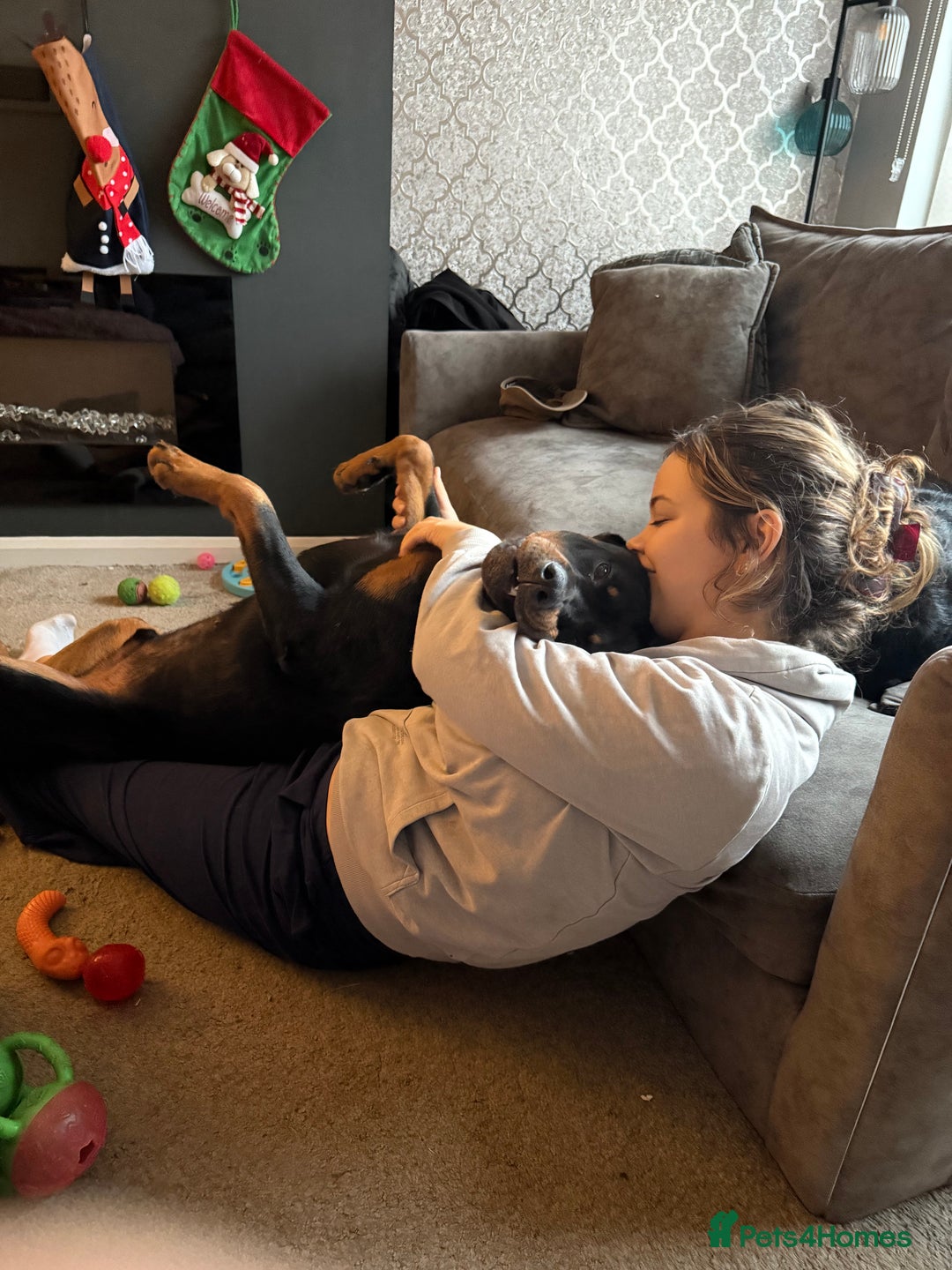 Rottweiler dogs for stud: FOR STUD ROTTWEILER  - Advert 12