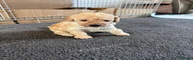 Miniature Poodle 1