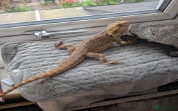 Bearded Dragon reptiles for sale: Dash the magic dragon up for adoption - Image 4