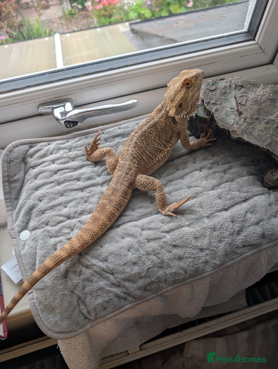 Bearded Dragon reptiles for sale: Dash the magic dragon up for adoption - Image 4