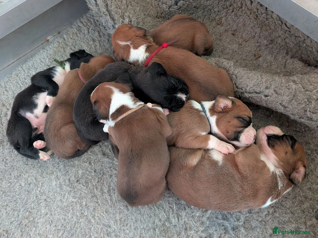 Boxer dogs for sale: Flashy litter of KC registered boxer puppies  - Advert 24