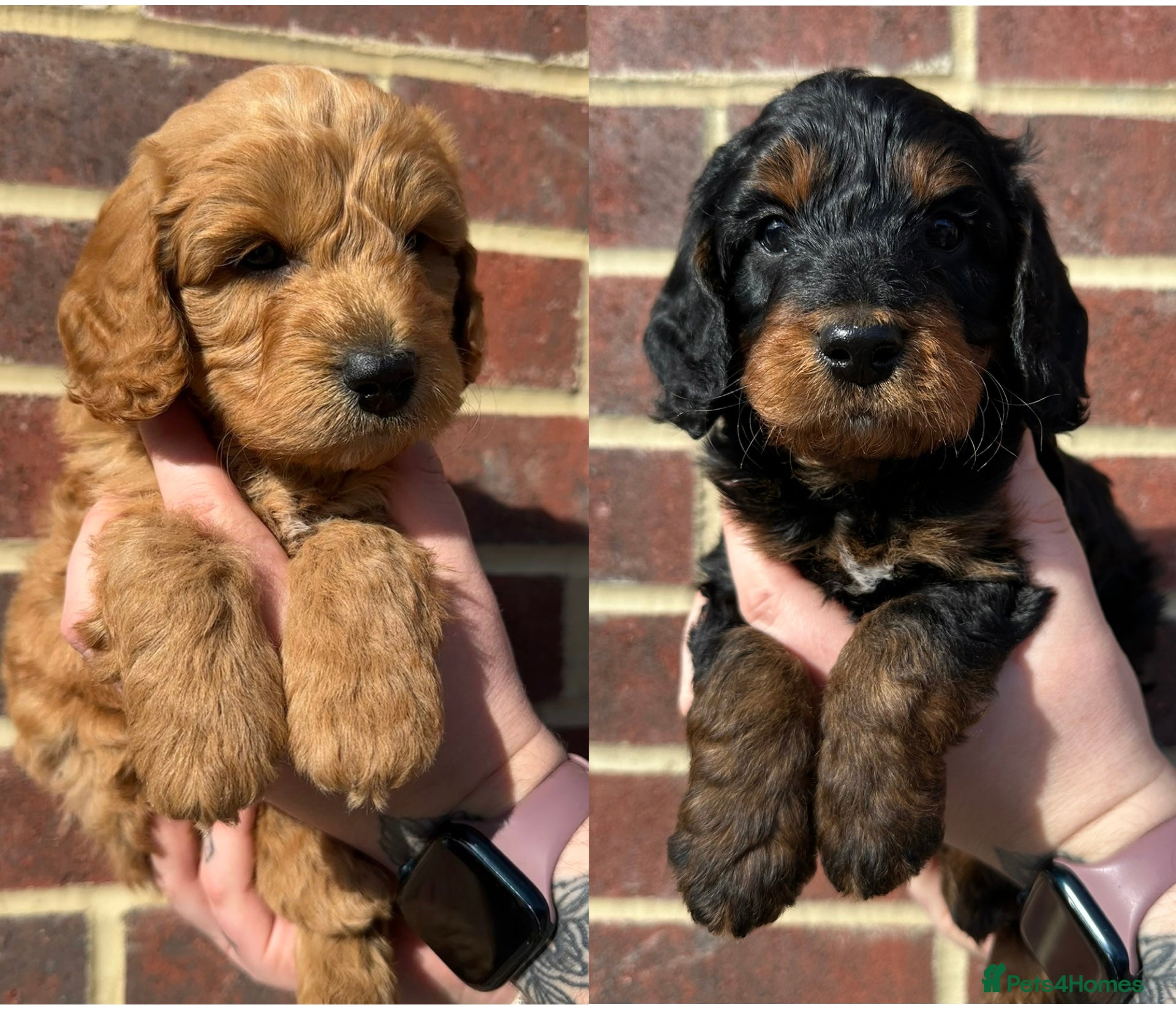 Cockapoo dogs 🌟FINAL 2 F1 COCKAPOO PUPPIES🌟  - Advert 1