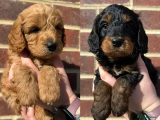 Cockapoo dogs 🌟FINAL 2 F1 COCKAPOO PUPPIES🌟 - Advert 1