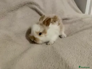 Lionhead rabbits Lionhead babies for sale - Advert 7