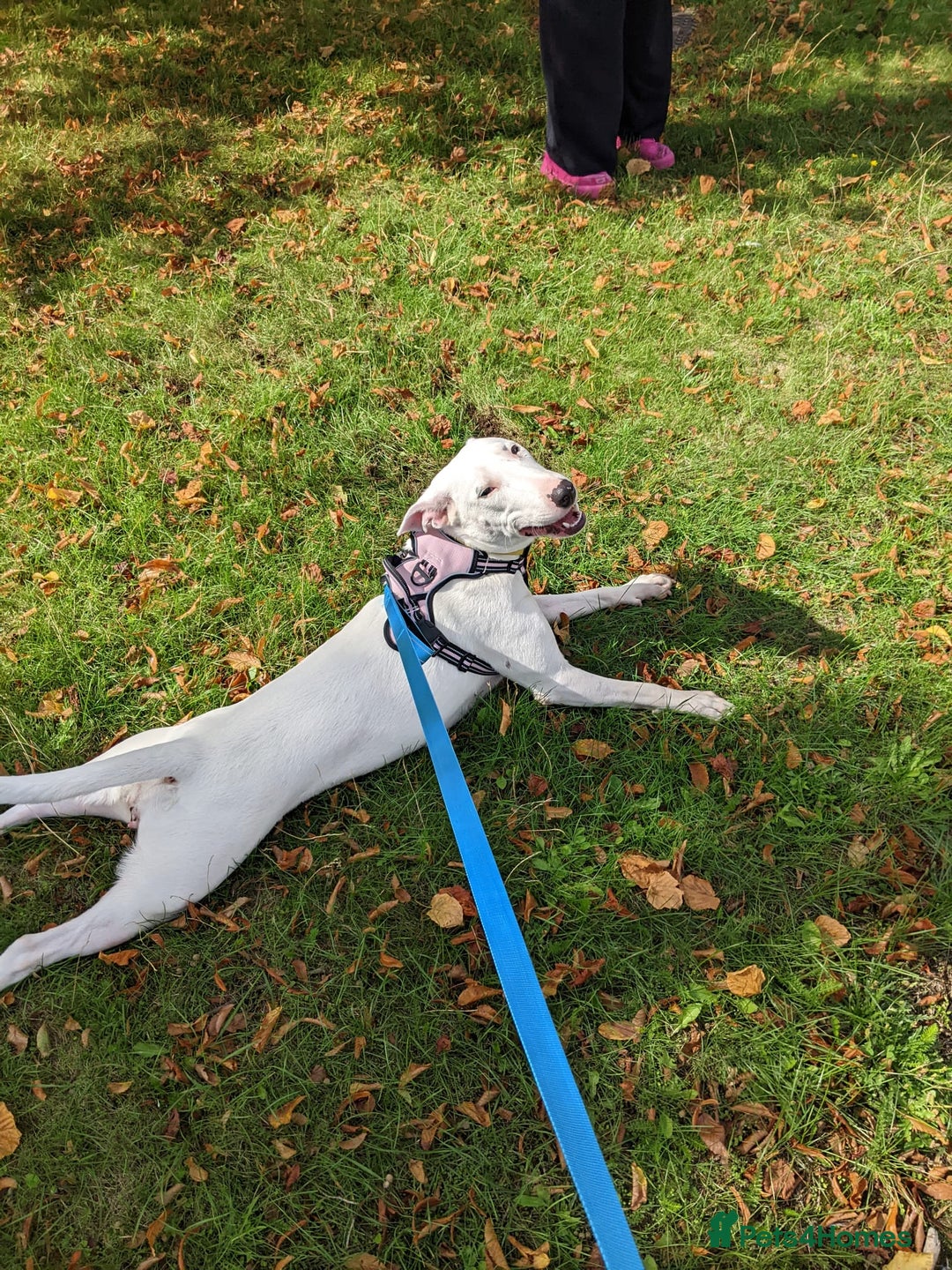 Mixed Breed dogs for sale: Rehome Mavis - Image 1