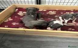 Mixed Breed dogs for sale: Bedlington Whippet puppies  - Image 2
