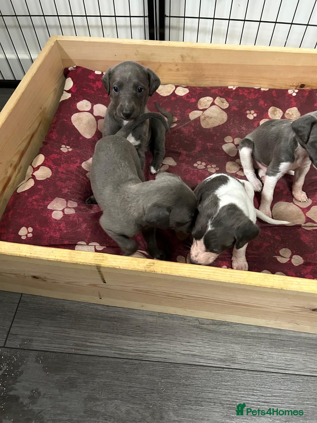 Mixed Breed dogs for sale: Bedlington Whippet puppies  - Image 2
