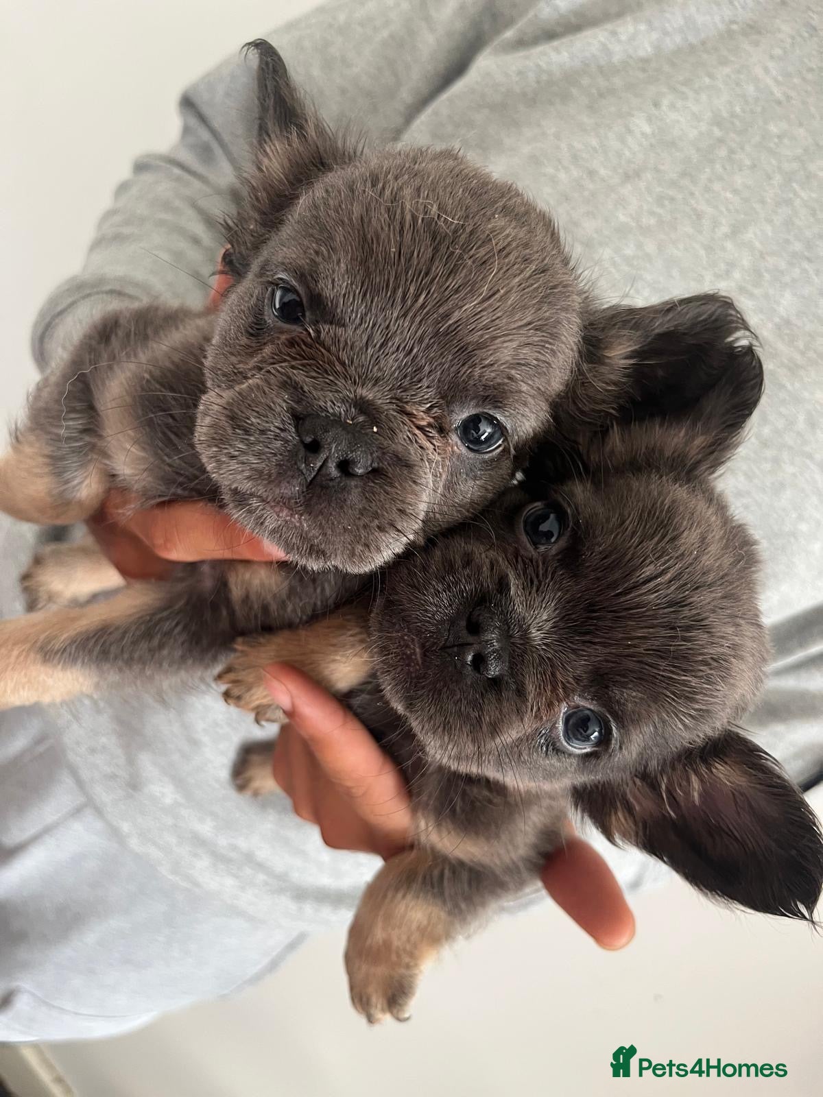 French Bulldog dogs for sale: French bulldogs for sale  - Advert 4