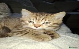 British Shorthair cats for sale: Pedigree British Blue and Tabby Shorthair Kittens - Image 17