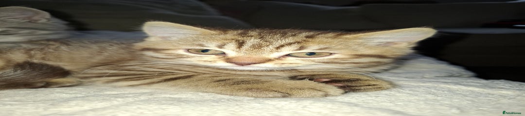 British Shorthair Tabby Kitten 1 Stripy 