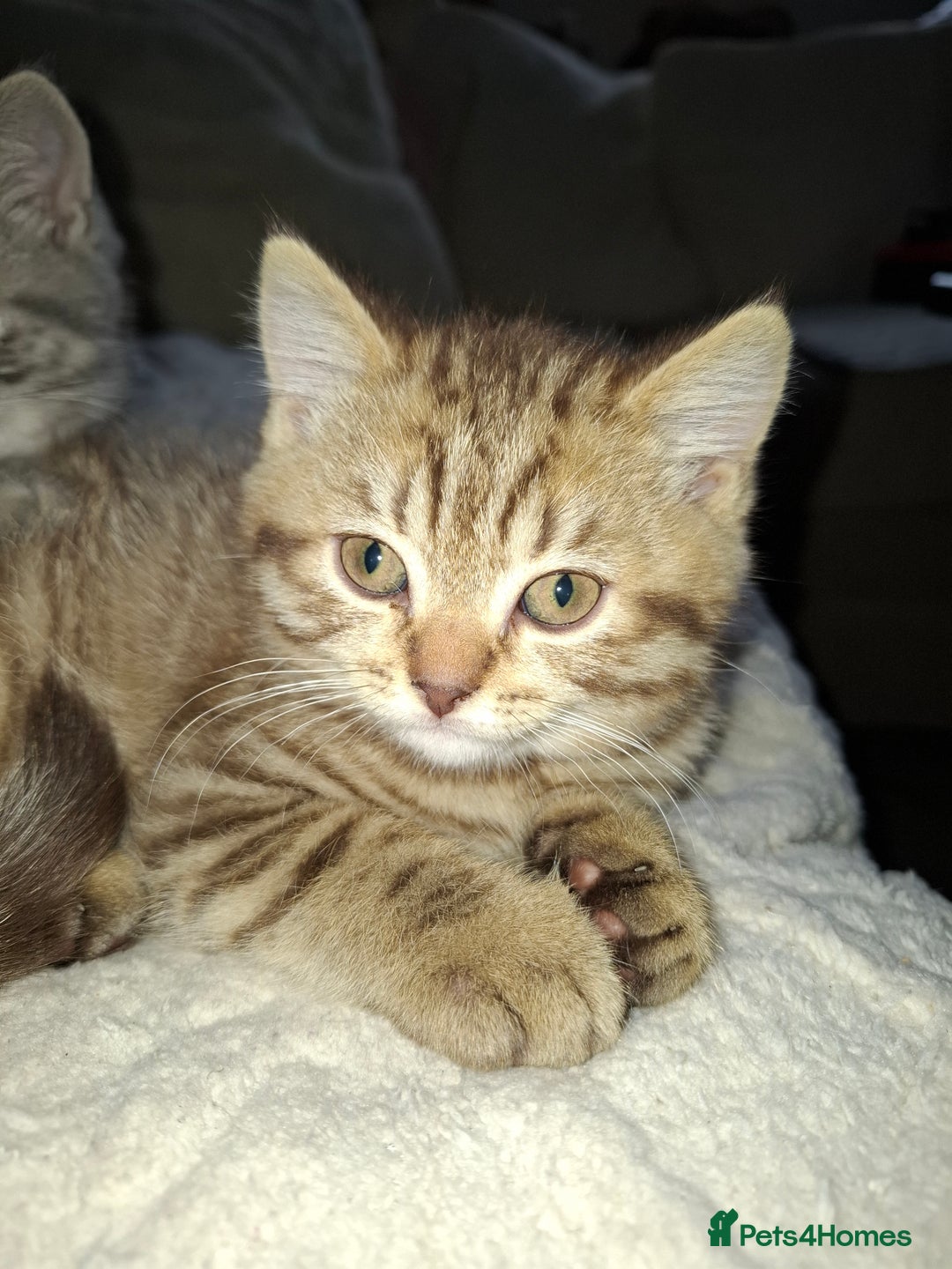 British Shorthair cats for sale: Pedigree British Blue and Tabby Shorthair Kittens - Image 17