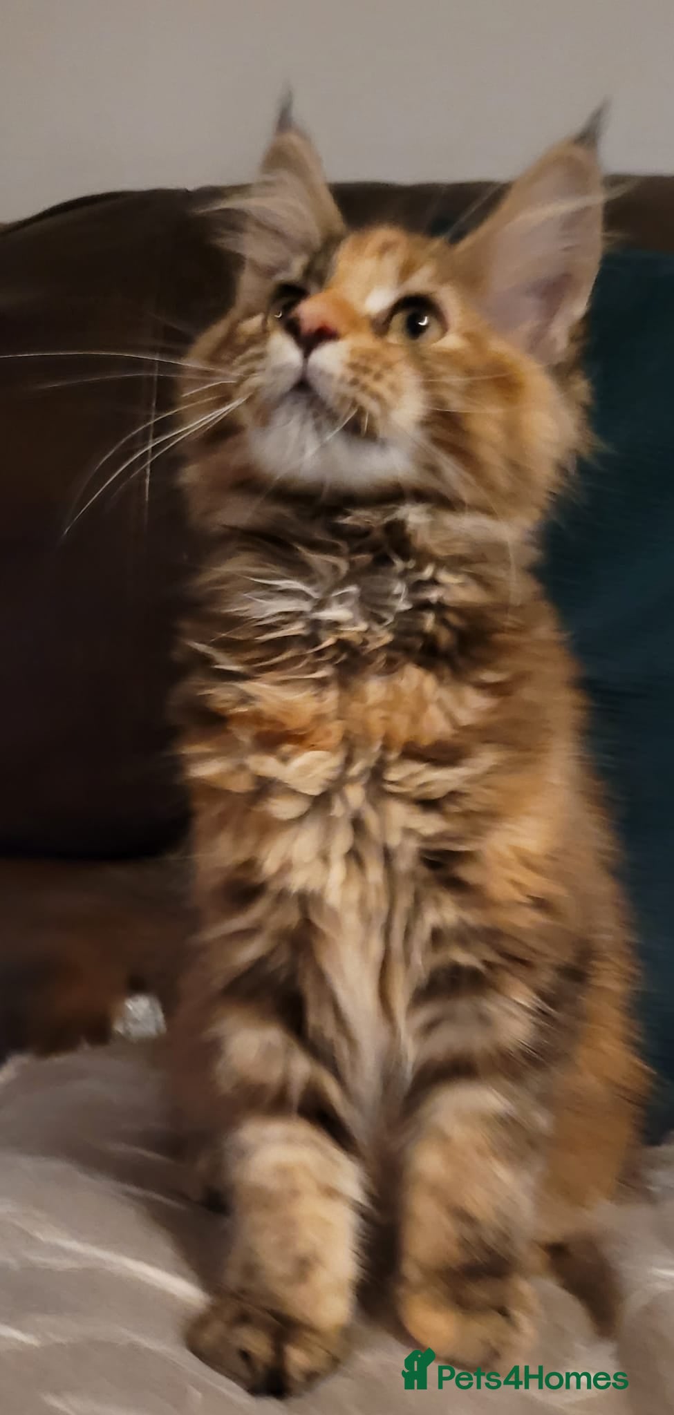Maine Coon cats Stunning TICA Reg Maine Coon kittens - Advert 2