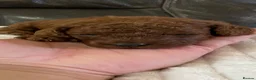 Toy Poodle dogs for sale: Red Toy poodle in Yeovil - Advert 10