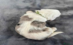 Sheepadoodle dogs for sale: unique sheepadoodles due - Image 14
