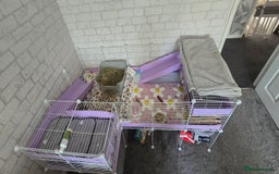 Guinea Pig rodents for sale: 2 bonded females - Image 2