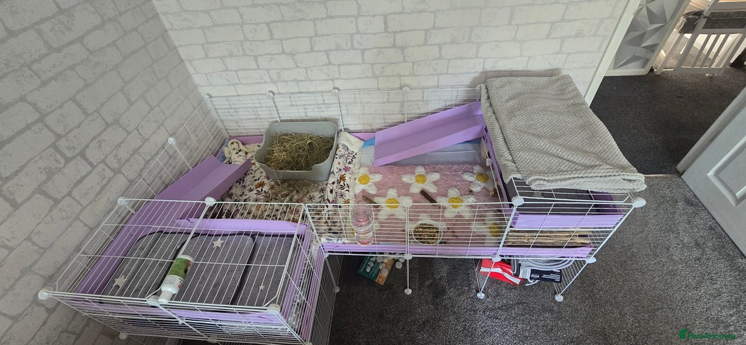 Guinea Pig rodents for sale: 2 bonded females - Image 2